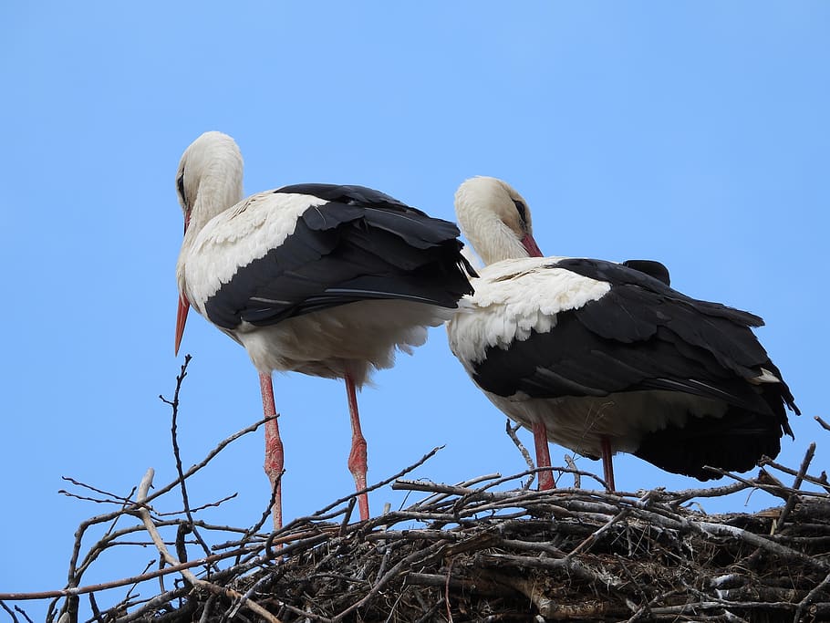 storks, the stork nest, spring, plumage, couple of storks, birds HD wallpaper