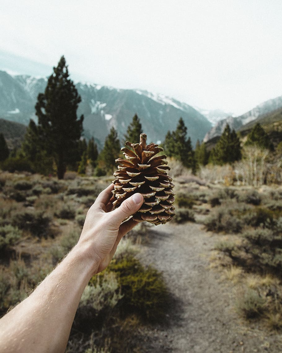 pinecone, sap, hiking, tree, human hand, one person, human body part, HD wallpaper
