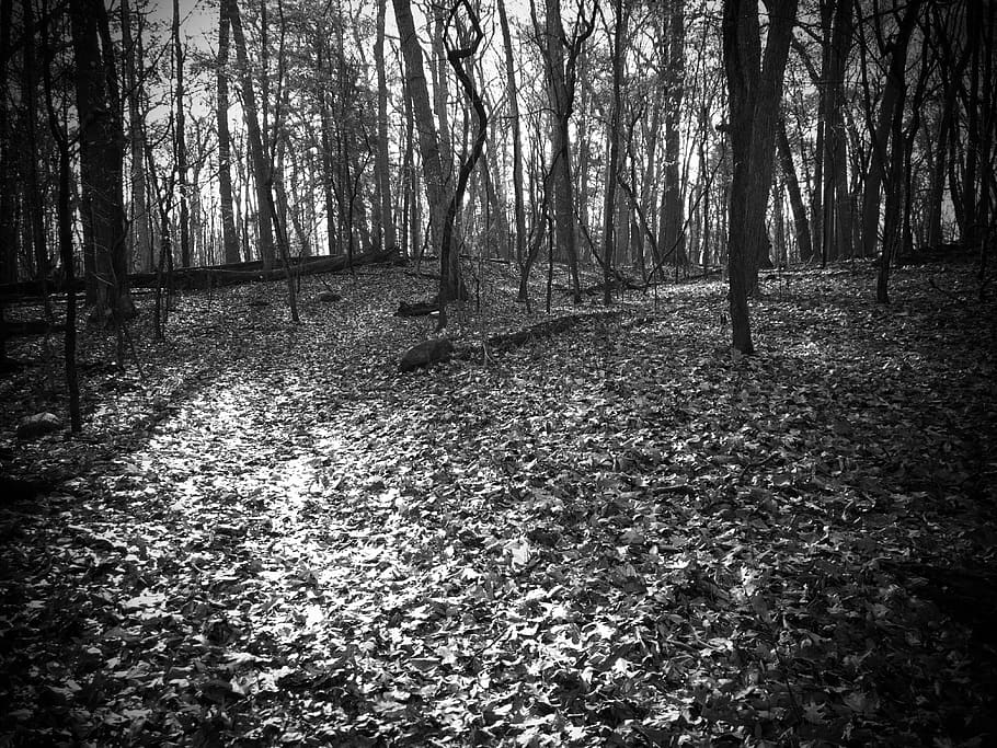 path, leaves, leaf, forest, trail, sunshine, fall, fall time HD wallpaper