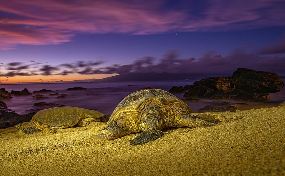 turtles, sunset, sea, water, ocean, horizon, holiday, hawaii, HD wallpaper