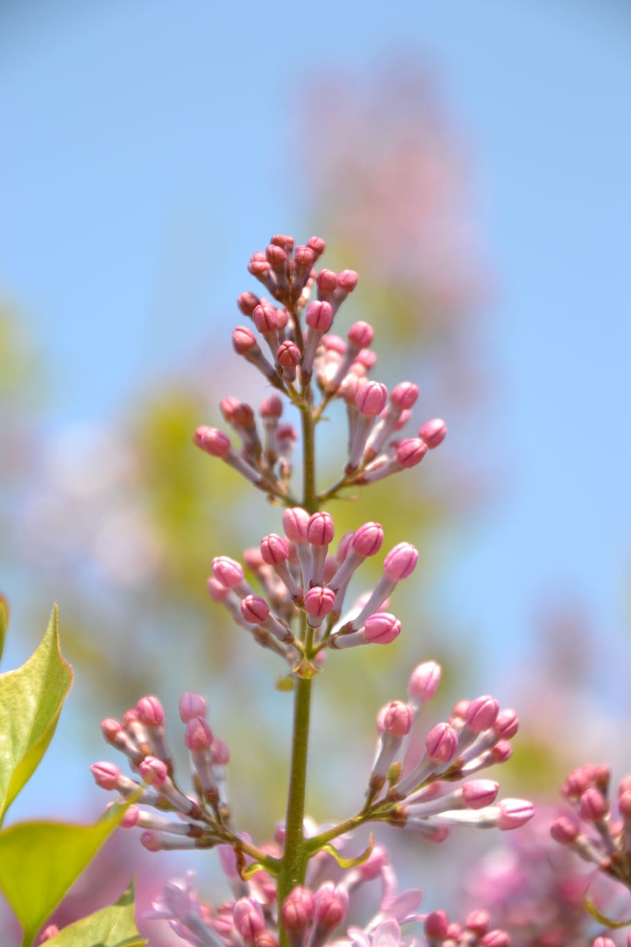 lilac, bush, spring, garden, lilac flower, flower buds, plant HD wallpaper