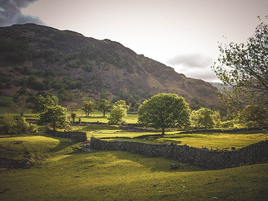 trees near mountain during daytime, hill, countryside, grass HD wallpaper