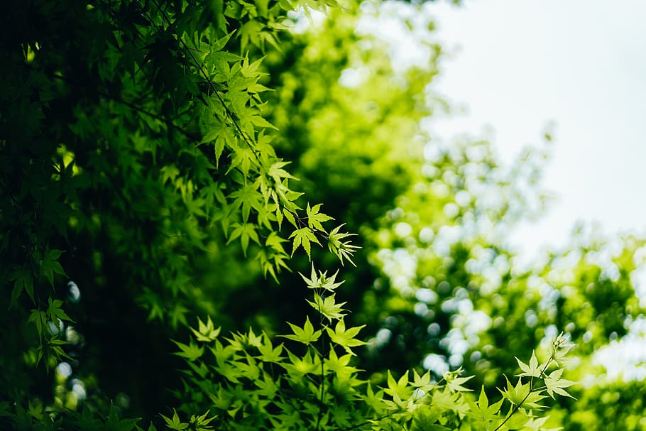 green palmate leaves, plant, green color, growth, nature, focus on foreground HD wallpaper