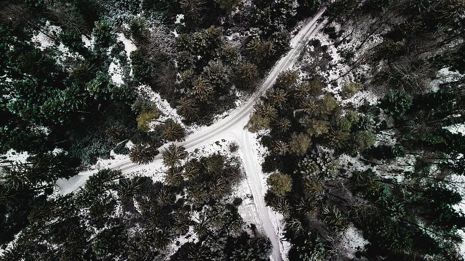 forest, drone, landscape, nature, trees, green, bird's eye view HD wallpaper