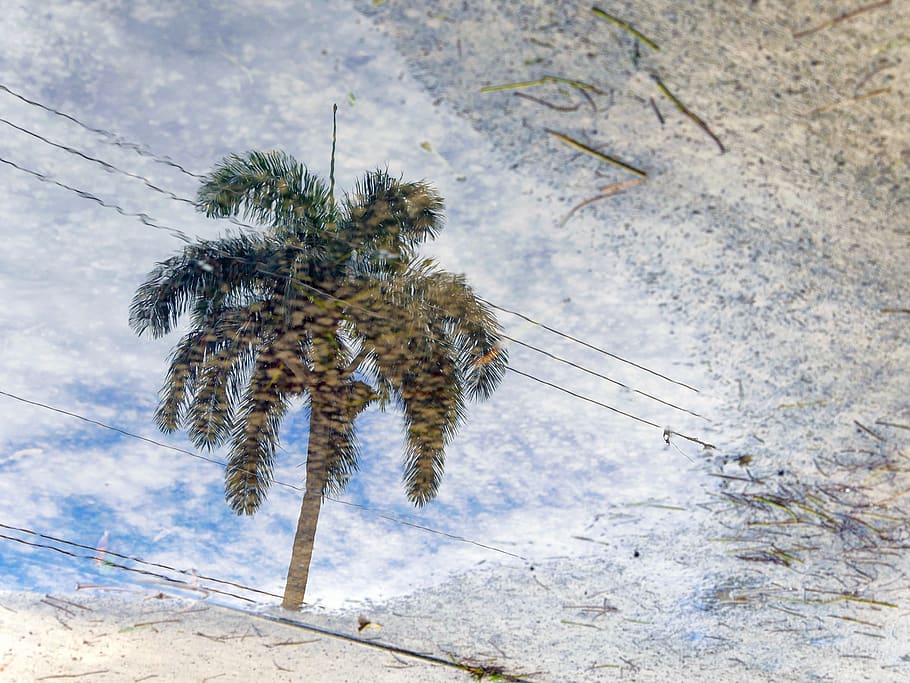 miami, usa, reflection, palm tree, florida, wet, road, plant HD wallpaper
