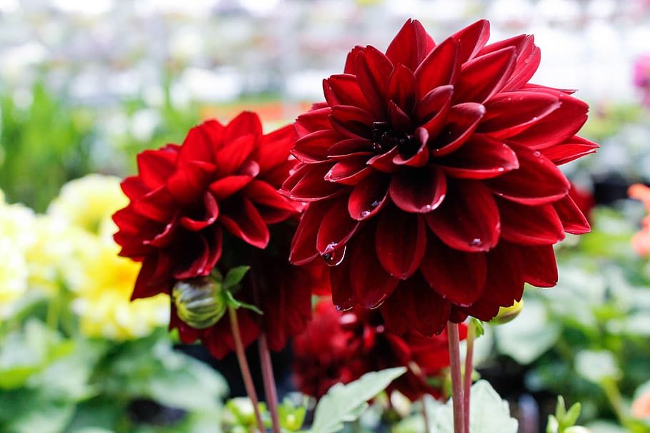 petal, closeup, drop, rain, flower, nature, green, red, raindrop HD wallpaper