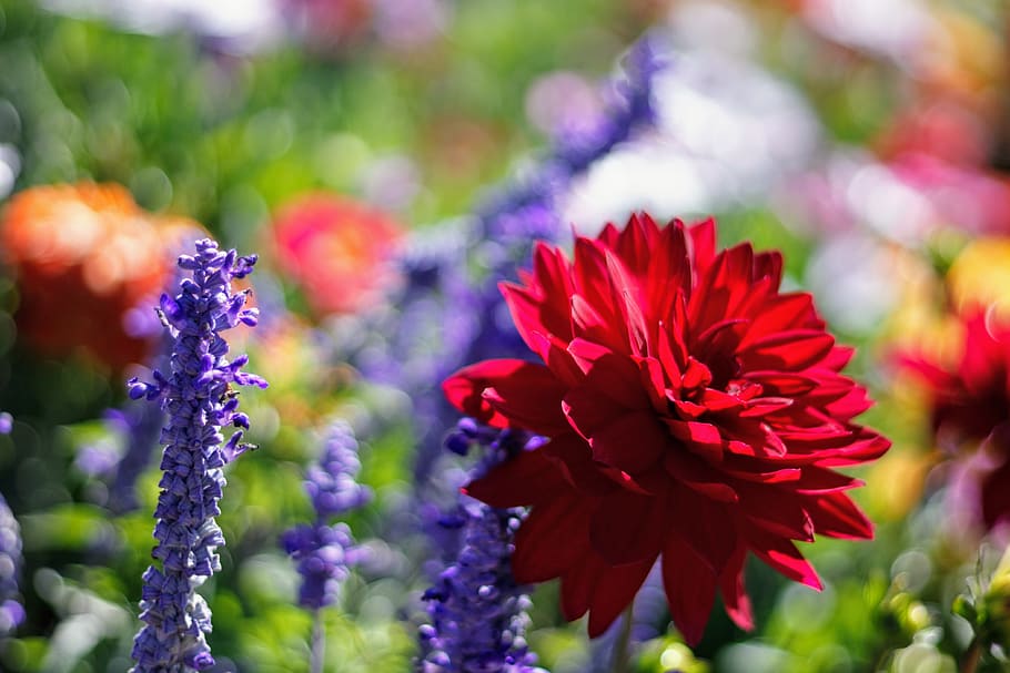 red flowers, plant, blossom, dahlia, geranium, lupin, daisies HD wallpaper