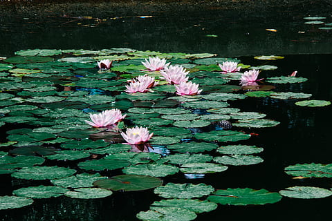 waterlilies during daytime, flower, flowering plant, freshness HD wallpaper