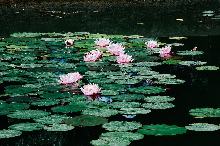 waterlilies during daytime, flower, flowering plant, freshness HD wallpaper