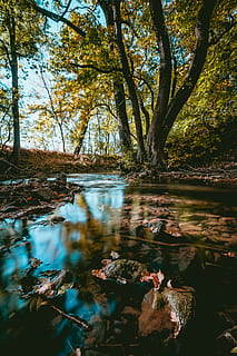 river on forest, pond, water, outdoors, amphibian, animal, wildlife HD wallpaper