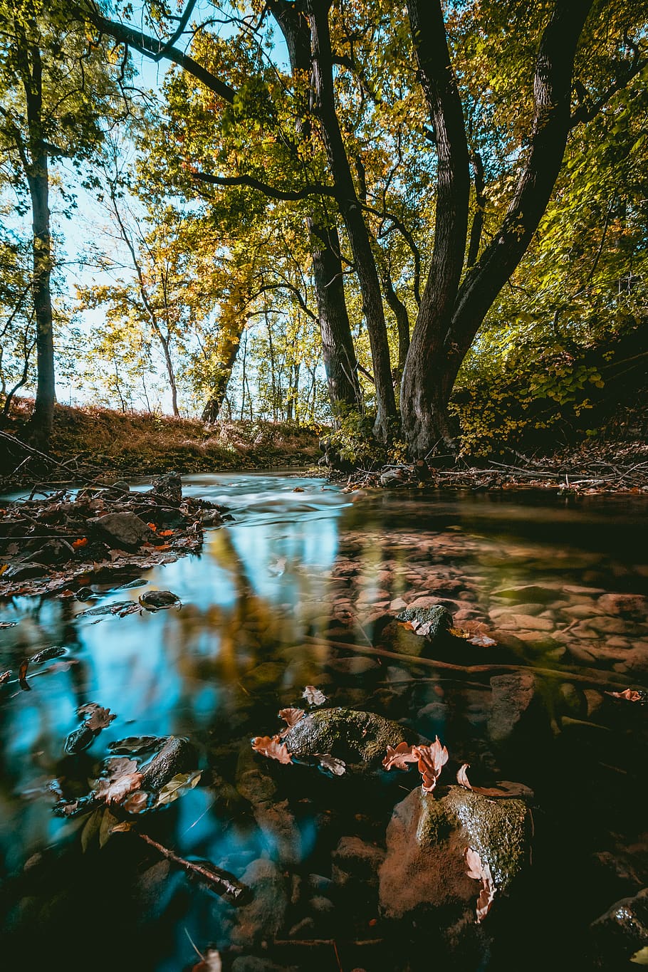 river on forest, pond, water, outdoors, amphibian, animal, wildlife HD wallpaper