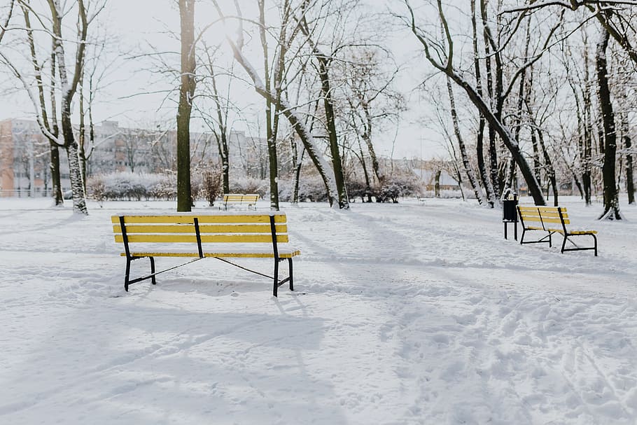 Wintery Park, white, clean, outdoor, trees, cold, snow, snowy HD wallpaper