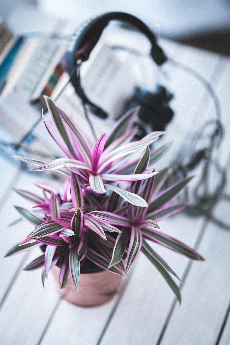 Pink houseplant for decoration, blur, botanical, bright, close-up HD wallpaper