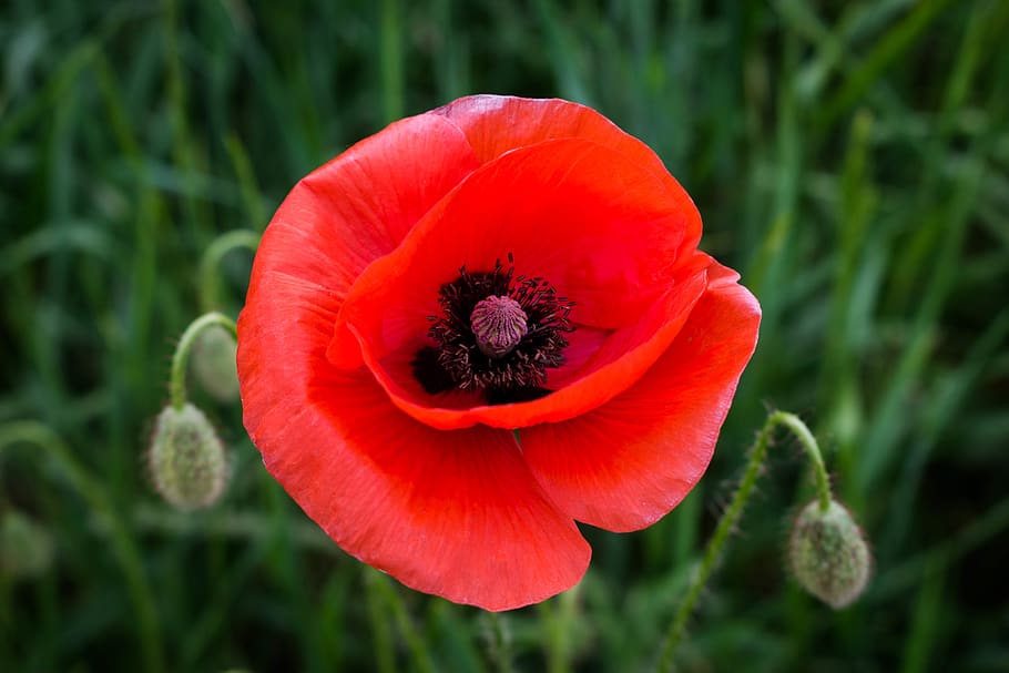 shallow focus photography of red flower, poppy, blossom, flora, HD wallpaper