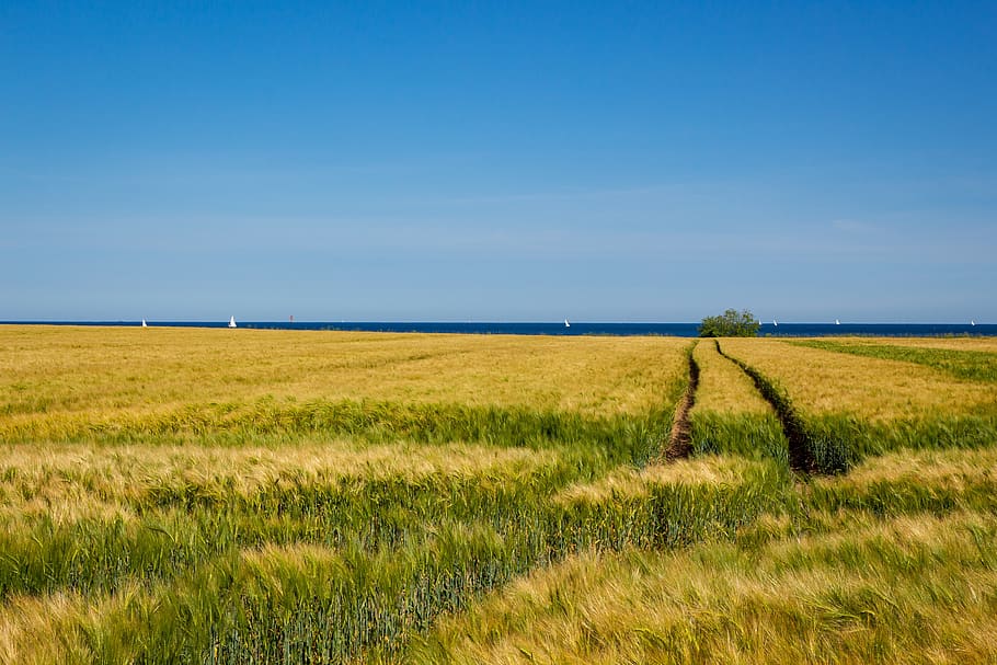 field, cereals, sky, blue, baltic sea, agriculture, grain, landscape HD wallpaper