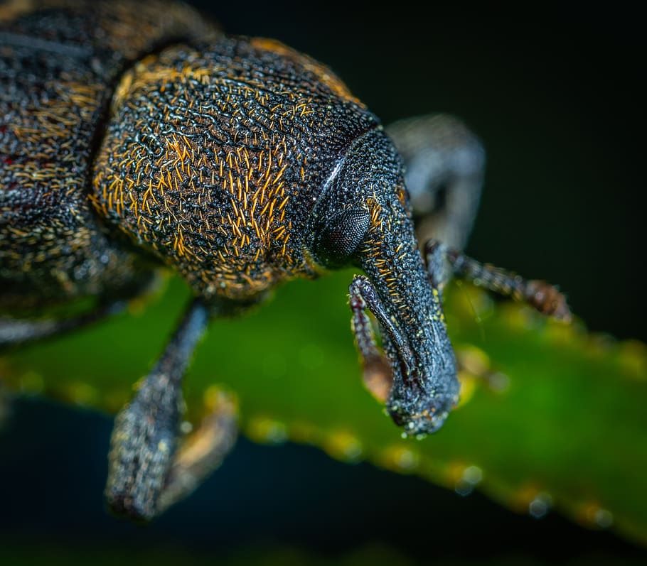 beetle, insect, coleoptera, weevil, animal themes, close-up HD wallpaper