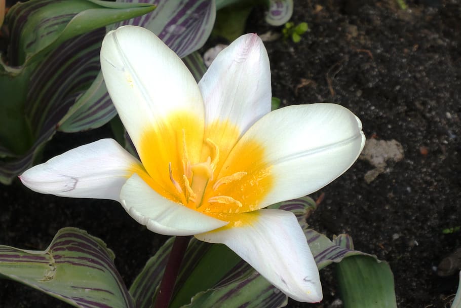 flower, tulip, white, spring, garden, vegetable, heart, bloom HD wallpaper