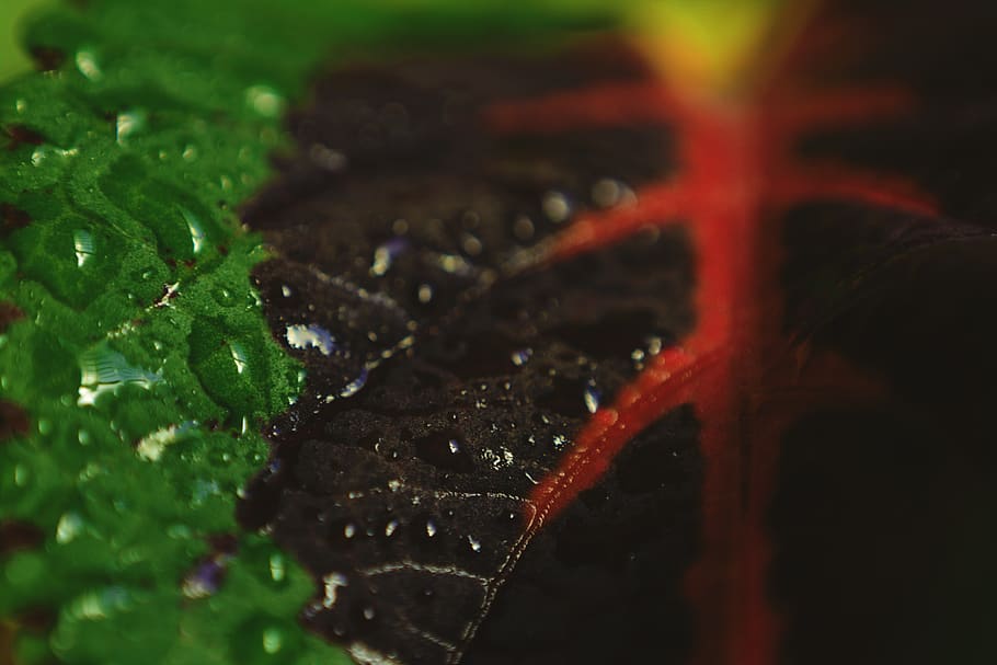 leaf, water, drops, water drops, leaves, green, red, close-up HD wallpaper