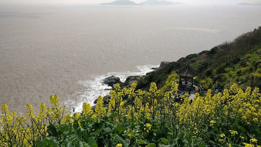china, zhoushan, plant, beauty in nature, growth, scenics - nature HD wallpaper