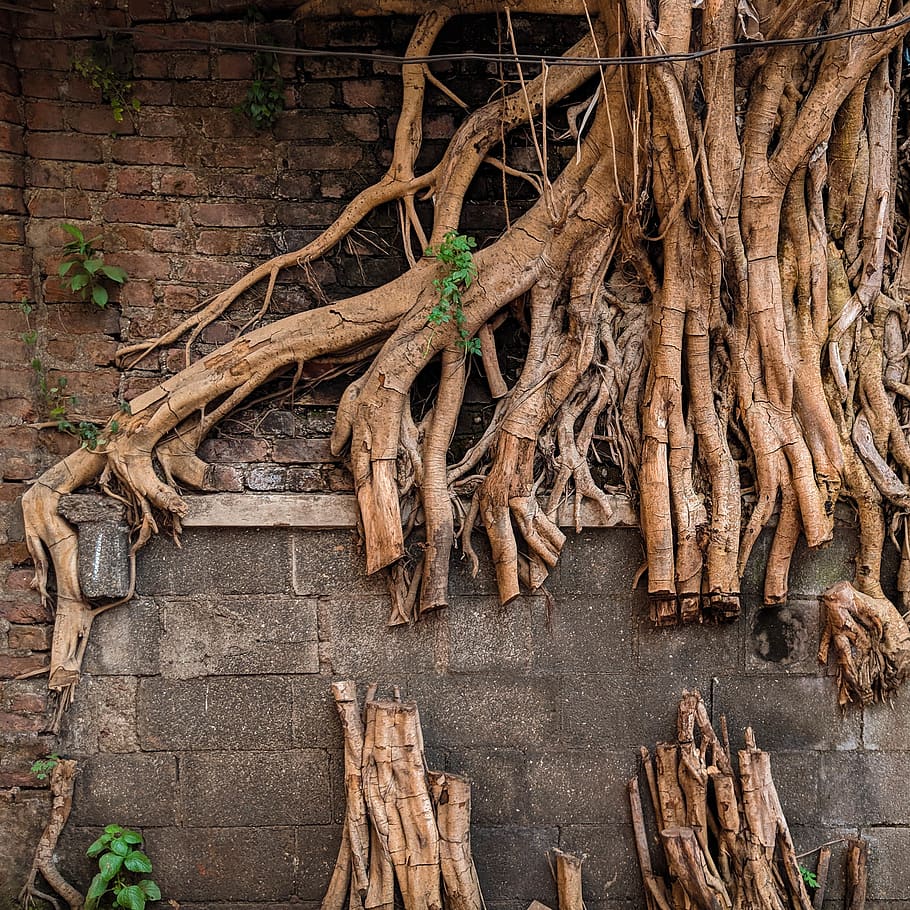 tree roots covered grey wall, no people, plant, food, food and drink HD wallpaper