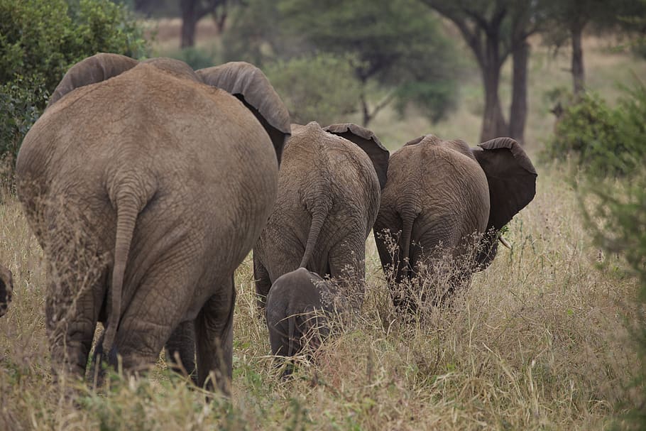 three brown elephants, animal, wildlife, mammal, tanzania, bench HD wallpaper