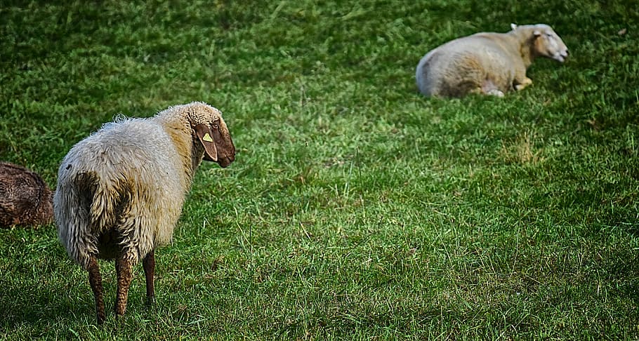 sheep, pasture, wool, nature, animal, meadow, grass, rural HD wallpaper