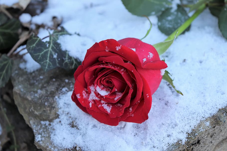 red rose on stone, love symbol, snow, winter, snowflakes, frozen