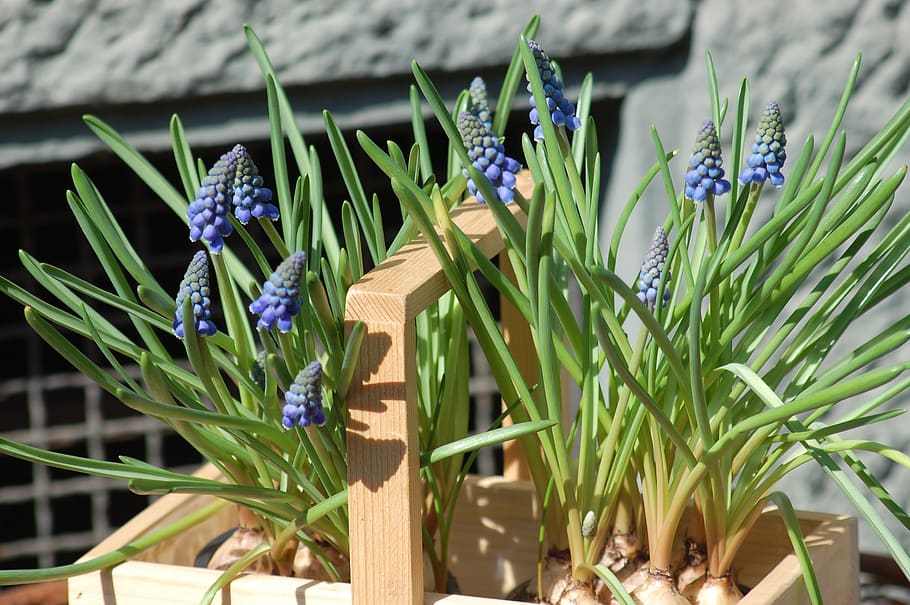 bulbs, bloom, spring, flower, flowers, flowering plant, beauty in nature HD wallpaper