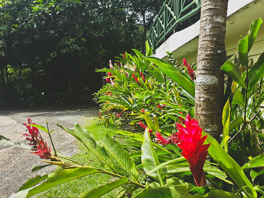 plants, red, panama, trip, growth, green color, flowering plant HD wallpaper