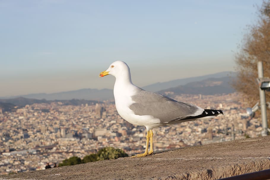 bird, sun, look, heel, one animal, animal themes, vertebrate HD wallpaper