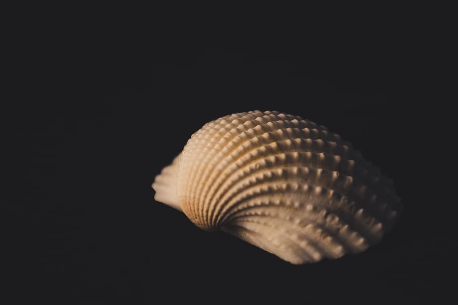 Shell, seashell, shellfish, black background, studio shot, animal HD wallpaper