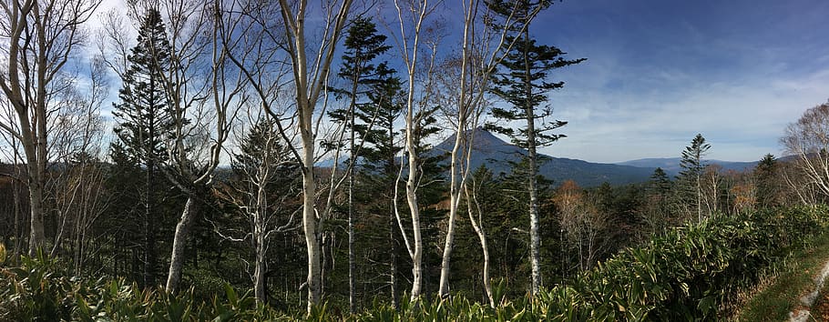 forest, hokkaido, japan, trees, mountain, volcano, blue sky, HD wallpaper