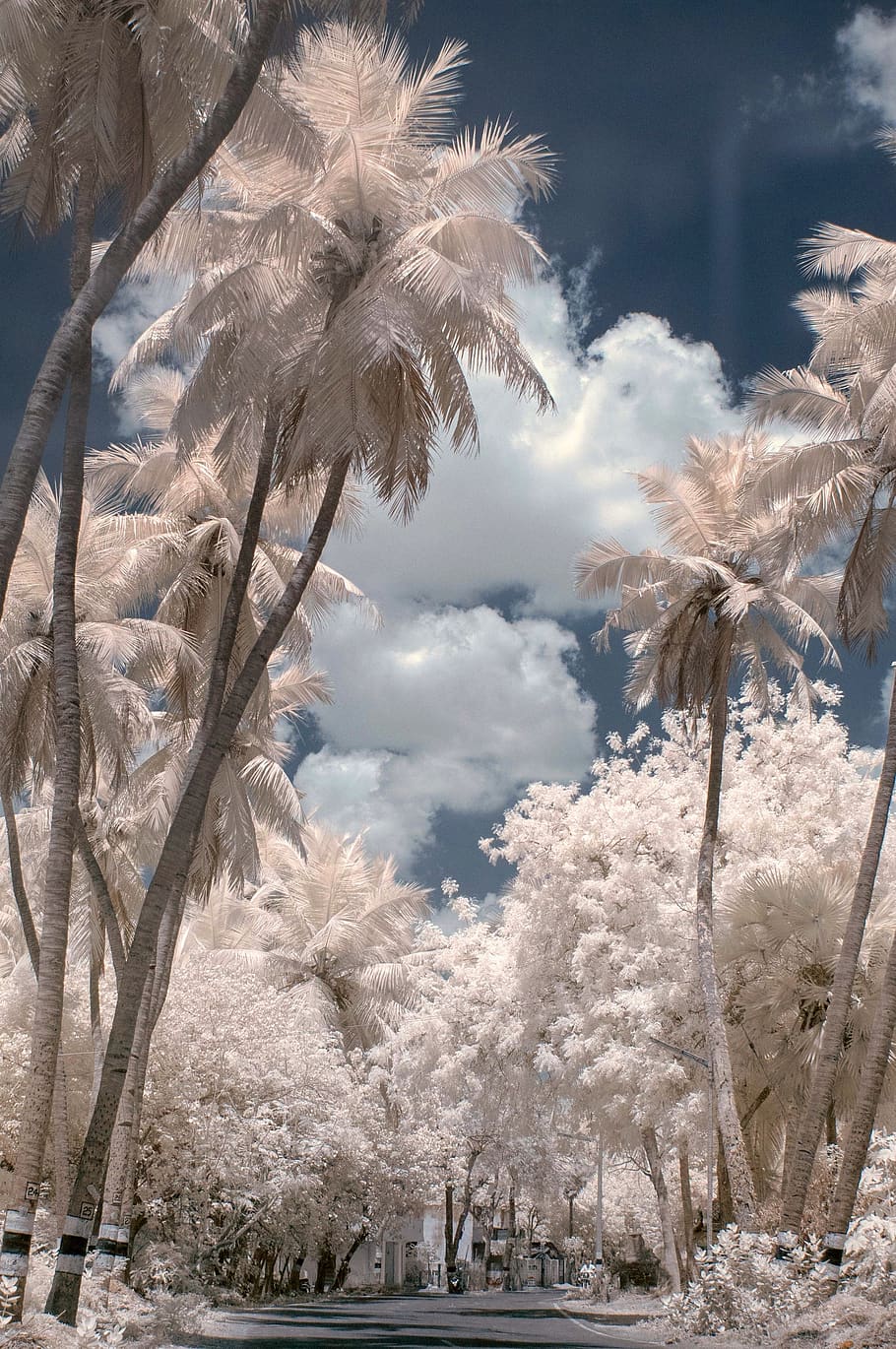 white trees, plant, nature, cloud - sky, beauty in nature, no people HD wallpaper