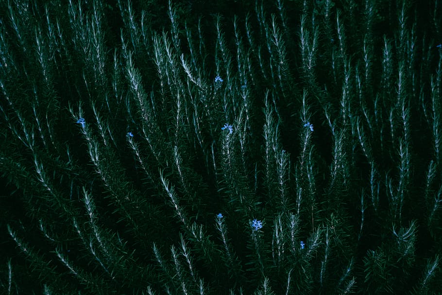 plant, flower, leaf, leaves, forest, woodland, dark, green HD wallpaper