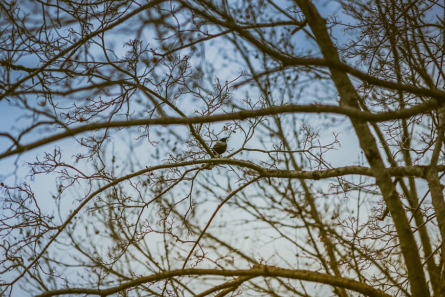 trees, bird, sky, lake, forest, love, plant, branch, bare tree HD wallpaper