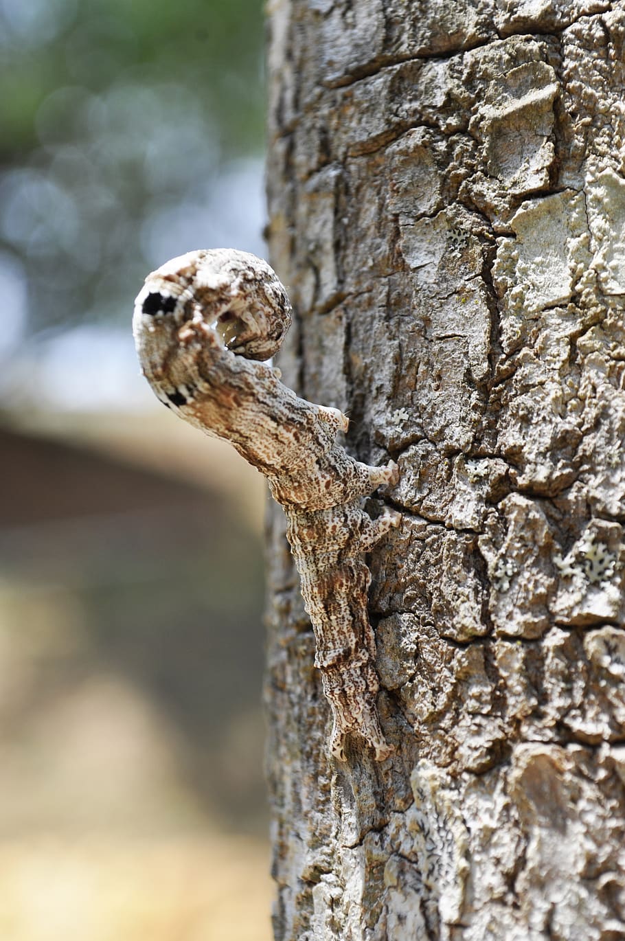 nature, life, forest, shell, tree, lizard, caterpillar, raise larvae found HD wallpaper