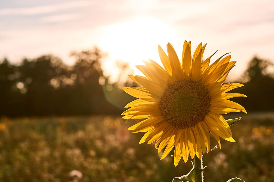 sunflower, backlighting, blossom, bloom, yellow, summer, nature HD wallpaper