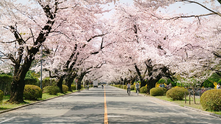couple riding bicycles on road under Sakura tree, plant, the way forward, HD wallpaper