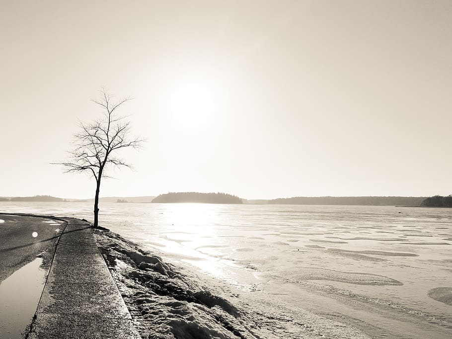 nature, spring, the tree, sunset, sky, landscapes, plant, branch HD wallpaper
