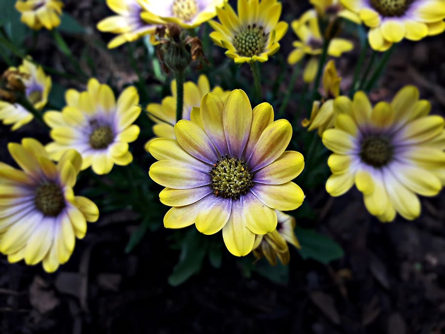 flowers, spring, nature, the delicacy, plant, ornament, the petals HD wallpaper