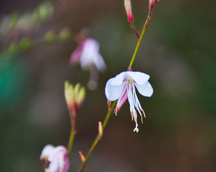 blossom, bloom, background, flower, white, macro, wild flower HD wallpaper