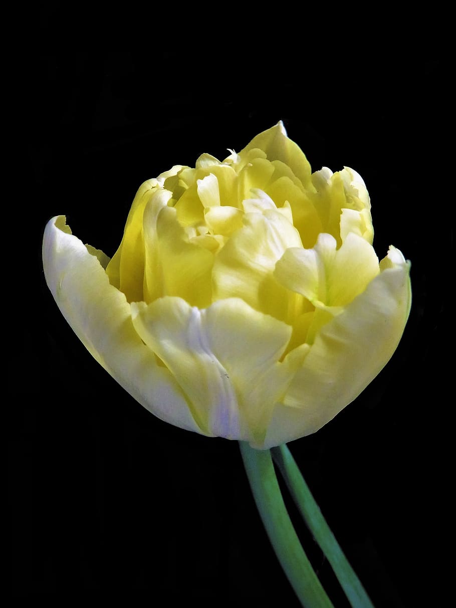 tulip, flower, spring, early bloomer, plant, single bloom, filled HD wallpaper