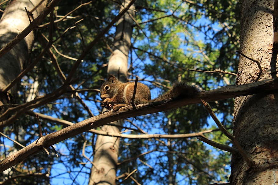 squirrel, food, coniferous forest, trees, fur, possierlich