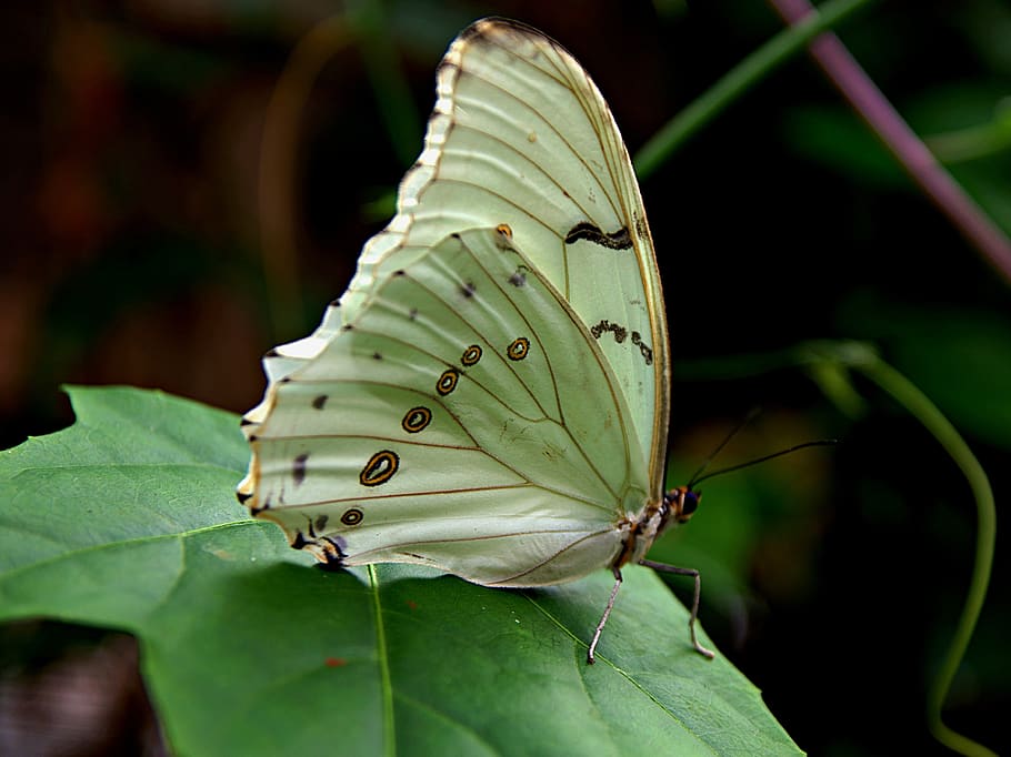 butterfly, butterflies, white, green leaf, wing, black marking, HD wallpaper