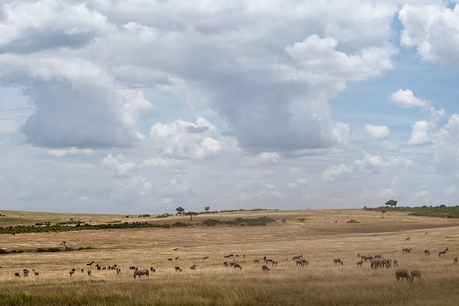 animals scattered on open field, nature, outdoors, grassland HD wallpaper