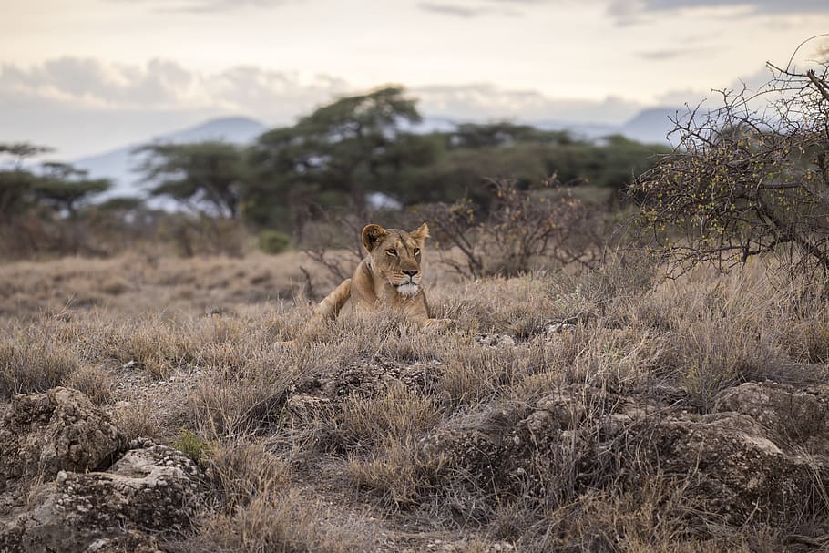 lion on grass field, mammal, animals in the wild, animal themes HD wallpaper