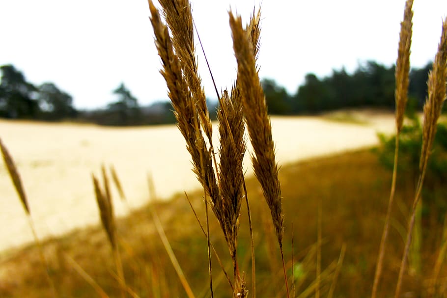 grass, nature, sand, forest, plant, field, growth, agriculture HD wallpaper
