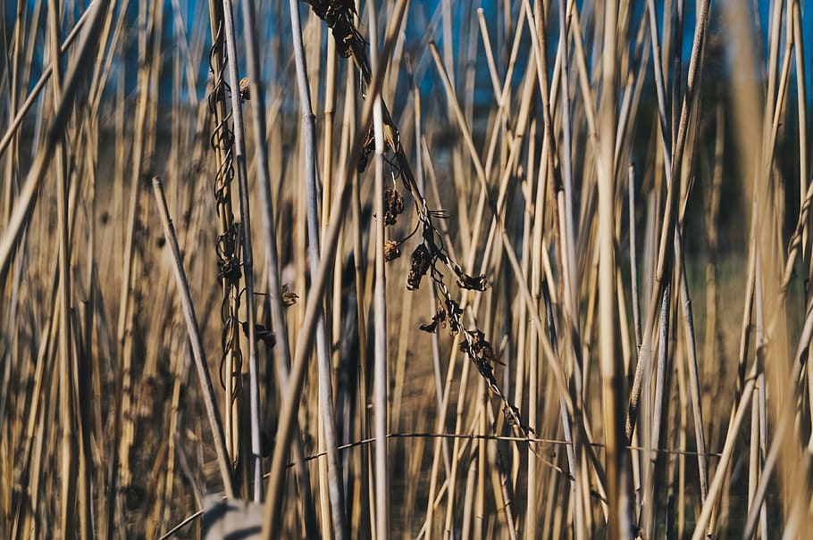 spikes, grass, lake, plant, growth, day, nature, no people HD wallpaper