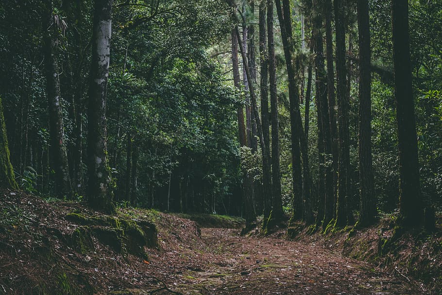 forest photo, tree, plant, land, tranquility, woodland, beauty in nature HD wallpaper