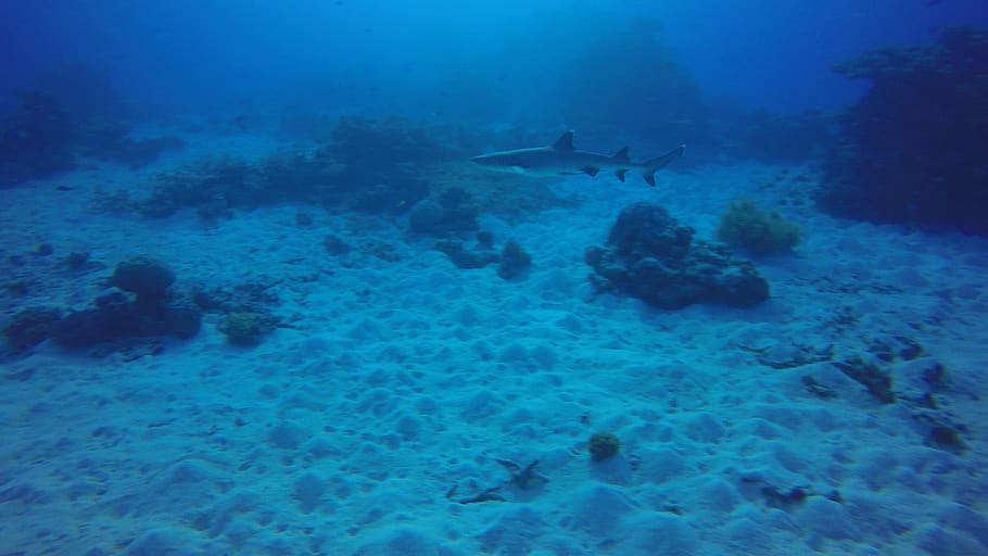 reef, white tip, ocean, sand, great barrier reef, australia HD wallpaper